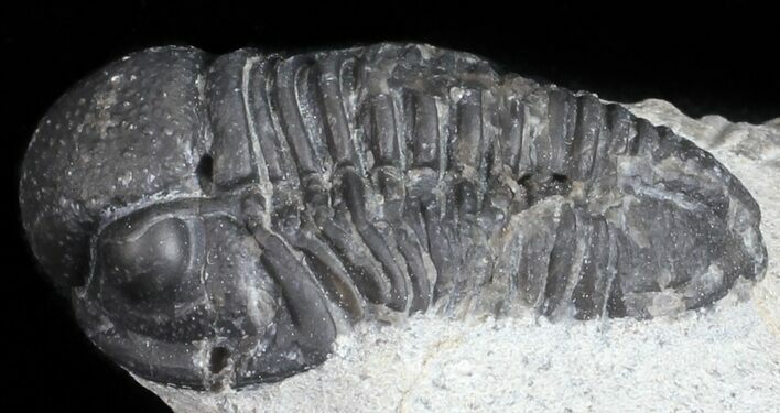 Bargain, Gerastos Trilobite Fossil - Morocco #57617